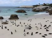 Penguins - Boulders Beach